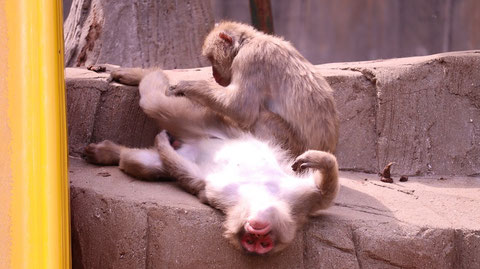 猿、日本猿、哺乳類、動物園、動物の写真フリー素材　Pictures of monkeys, Japanese monkeys, mammals, zoos, animals Free material