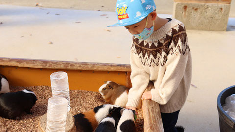 モルモット動物のフリー素材 Free material for guinea pigs