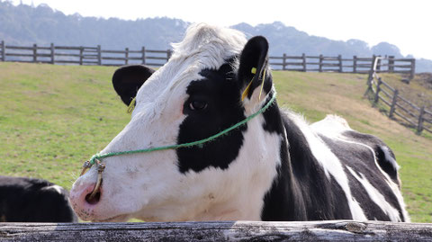 牧場、家畜、牛、乳牛、動物の写真フリー素材 Ranch, livestock, cow, dairy cow, animal photo free material