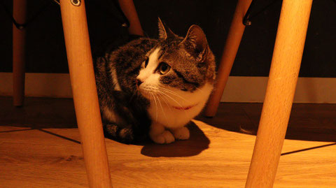 猫、ネコ、ねこ、雑種、ペット、動物の写真フリー素材　Cat, hybrid, pet, animal photo free material