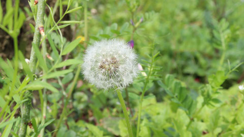 野ばらにタンポポの写真フリー素材　Wild rose dandelion photo free material