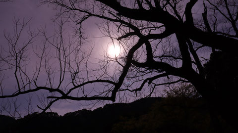 暗い、怖い、枯れ木、お化け、森林、木、山の写真フリー素材　Dark, scary, dead trees, ghosts, forests, trees, mountains photos free material