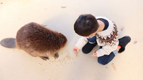 ビーバー動物のフリー素材 beaver Free material