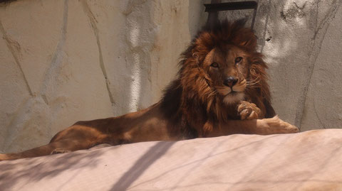 ライオン、猫科、動物園、動物の写真フリー素材　Lion, feline, zoo, animal photo free material
