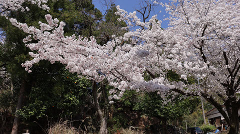 日本の花見の写真フリー素材　Japanese cherry blossom viewing photo free material