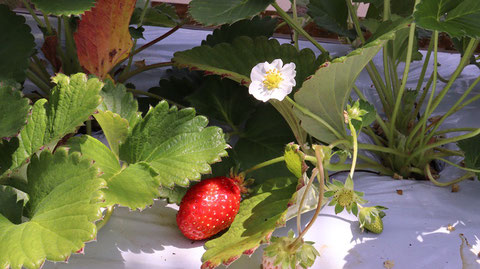 花、いちご、イチゴ、農園、果物、フルーツ、遊び、いちご狩り、苺、外食、食べ物の写真フリー素材　Strawberries,  Farms,  Fruits, Play, Strawberry Picking, Eating Out, Food Photos Free Material