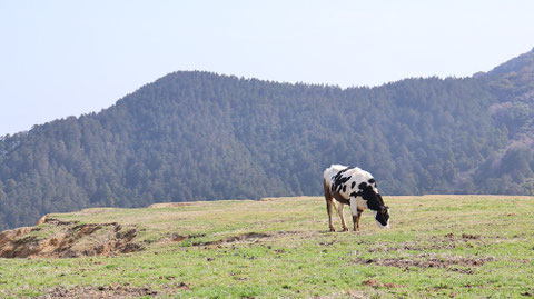 牧場、家畜、牛、乳牛、動物の写真フリー素材　Ranch, livestock, cow, dairy cow, animal photo free material