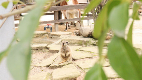 ミーアキャット meerkat Free material