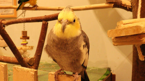 インコ、オカメインコ、小動物、鳥、動物の写真フリー素材　Parakeet, cockatiel, small animal, bird, animal photo free material