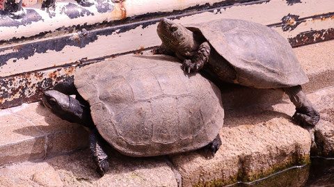 亀、ニホンイシガメ、爬虫類、動物園、動物の写真フリー素材　Turtles, Japanese pond turtles, reptiles, zoos, animals photos free material