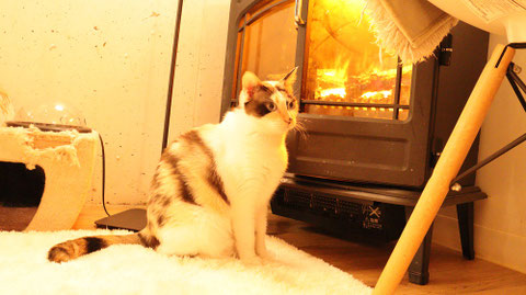 猫、ネコ、ねこ、雑種、ペット、動物の写真フリー素材　Cat, hybrid, pet, animal photo free material