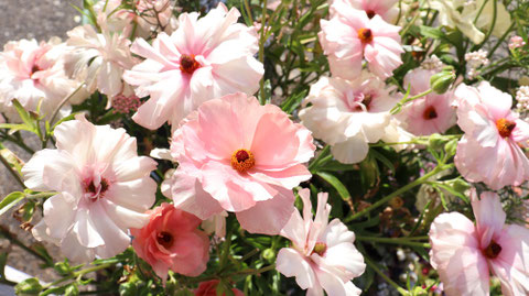白い花とピンクの花の写真フリー素材　White Flowers and Pink Flowers Photos Free Material