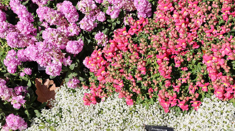 公園の花壇の写真フリー素材　Park Flowerbed Photo Free Material