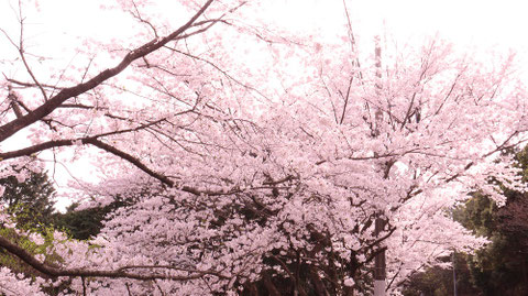 桜の木々の写真フリー素材　Photos of cherry trees Free material