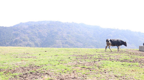 牧場、家畜、牛、乳牛、動物の写真フリー素材　Ranch, livestock, cow, dairy cow, animal photo free material