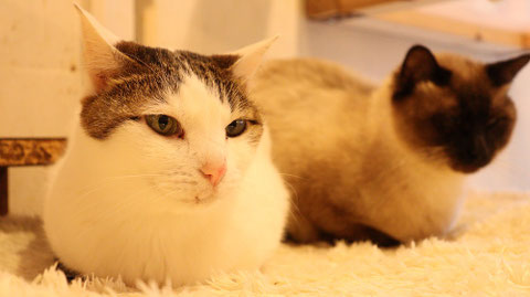 猫、ネコ、ねこ、雑種、ペット、動物の写真フリー素材　Cat, hybrid, pet, animal photo free material