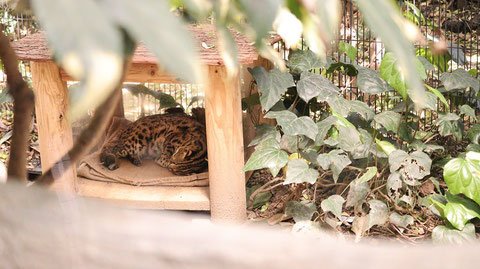 自然、ベンガルヤマネコ、猫、動物園、動物の写真フリー素材　Nature, Bengal Wildcat, Cat, Zoo, Animal Photos Free Material