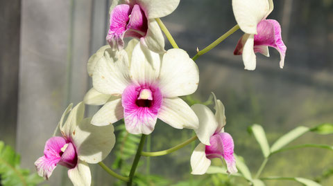 白い花の写真フリー素材　White flower photo free material