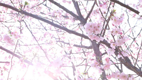 桜と光の写真フリー素材 Sakura and light photo free material