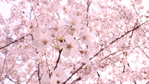 綺麗な桜の写真フリー素材　Beautiful cherry blossom photo free material