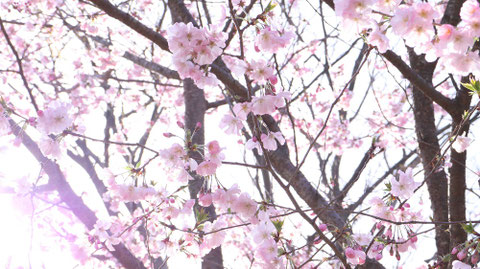 桜と光の写真フリー素材 Sakura and light photo free material