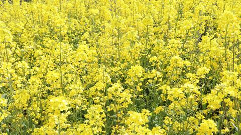 黄色い花のお花畑の写真フリー素材　Yellow flower flower field photo free material