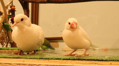 文鳥、ブンチョウ、鳩、ハト、銀鳩、ギンバト、小動物、鳥、動物の写真フリー素材　Photos of birds, Java sparrows, pigeons, pigeons, silver pigeons, gimbats, small animals, birds, animals
