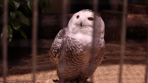 ふくろう、シロフクロウ、鳥、動物園、動物の写真フリー素材　Owls, Snowy Owls, Birds, Zoos, Animals Photos Free Material