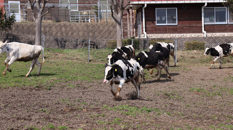 牧場、家畜、牛、乳牛、動物の写真フリー素材　Ranch, livestock, cow, dairy cow, animal photo free material