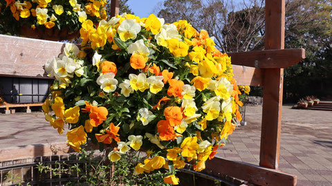 黄色い花オレンジ色の花の写真フリー素材　Yellow Flowers Orange Flowers Photos Free Material