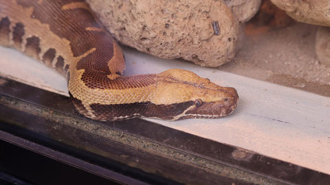 蛇、ヘビ、ヒイロニシキヘビ、爬虫類、動物園、動物の写真フリー素材　Photo Free Material for Snakes, Snakes, Pythons, Reptiles, Zoos, Animals