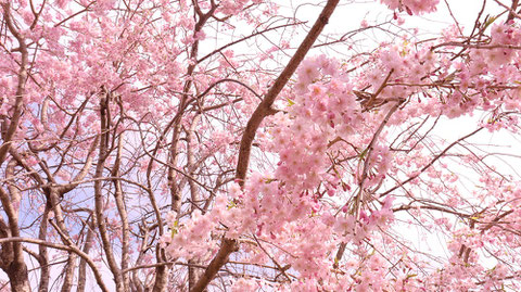 青空と桜の写真フリー素材　Blue sky and cherry blossoms photo free material