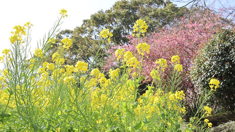 公園の黄色い花写真フリー素材　Park yellow flowers photo free material