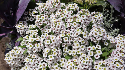 白い花の写真フリー素材 White flower photo free material