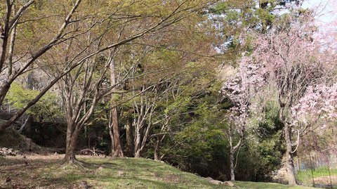 森の木と桜の木の画像フリー素材　Forest tree and cherry tree image free material