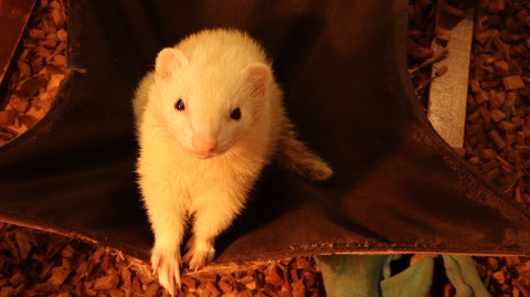小動物、フェレット、動物の写真フリー素材 Small animals, ferrets, animals photos free material