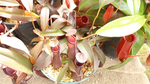 ウツボカズラのフリー素材 Free material of Nepenthes