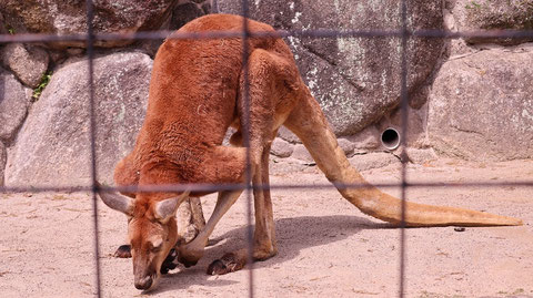 カンガルー、アカカンガルー、哺乳類、動物園、動物の写真フリー素材　Kangaroo, Red Kangaroo, Mammals, Zoos, Animals Photos Free Material