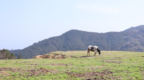 牧場、家畜、牛、乳牛、動物の写真フリー素材　Ranch, livestock, cow, dairy cow, animal photo free material
