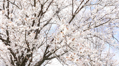 白い花の写真フリー素材　White flower photo free material