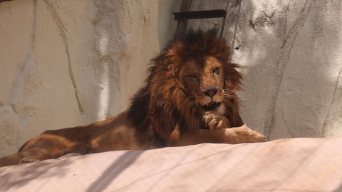 ライオン、猫科、動物園、動物の写真フリー素材　Lion, feline, zoo, animal photo free material