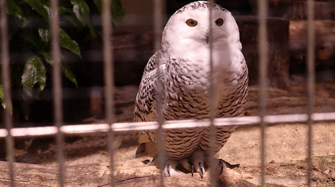 ふくろう、シロフクロウ、鳥、動物園、動物の写真フリー素材 Owls, Snowy Owls, Birds, Zoos, Animals Photos Free Material