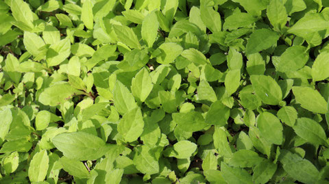ハーブの写真フリー素材 Herb photo free material