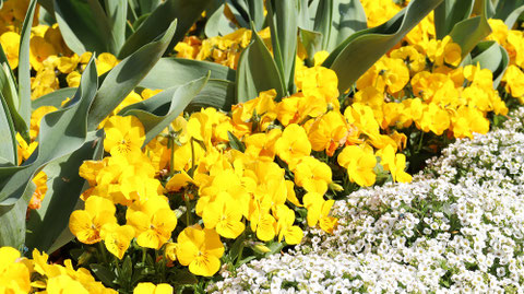 黄色い花と白い花の写真フリー素材 Yellow Flowers and White Flowers Photos Free Material