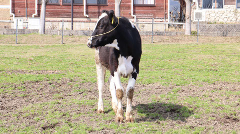 牧場、家畜、牛、乳牛、動物の写真フリー素材 Ranch, livestock, cow, dairy cow, animal photo free material