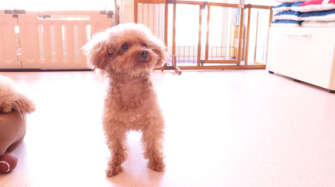 小型犬、トイプードル、犬、室内犬、動物の写真フリー素材　Small dogs, toy poodles, dogs, indoor dogs, animals photos free material