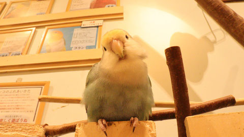 小動物、鳥、インコ、セキセイインコ、動物の写真フリー素材　Pictures of small animals, birds, parakeets, budgerigars, animals Free material