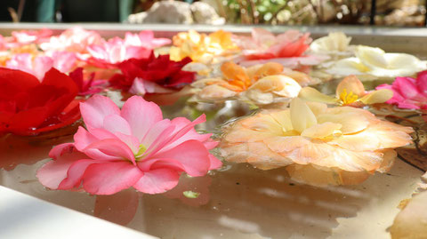 水に浮いてるピンクの花フリー素材　Pink flower free material floating on water