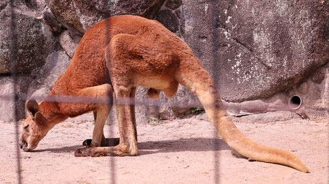 カンガルー、アカカンガルー、哺乳類、動物園、動物の写真フリー素材　Kangaroo, Red Kangaroo, Mammals, Zoos, Animals Photos Free Material