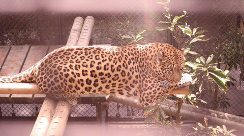 ヒョウ、豹、猫科、動物園、動物の写真フリー素材　Leopard,  feline, zoo, animal photo free material